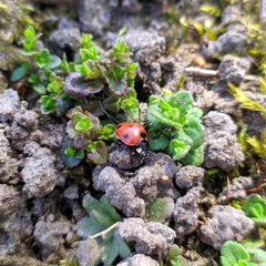 Coccinella septempunctata