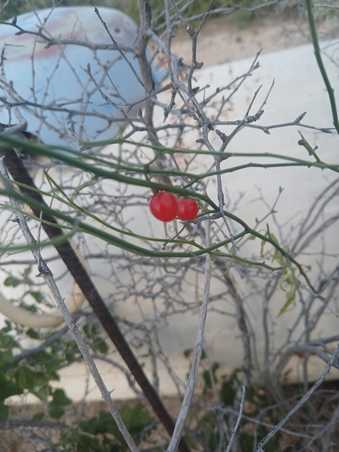 Texas nightshade