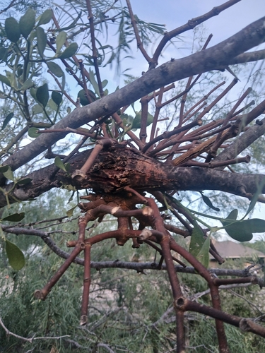 American Mistletoe