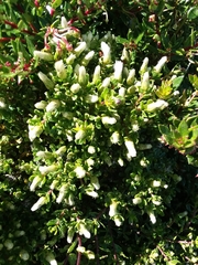 Baccharis magellanica