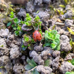 Coccinella septempunctata