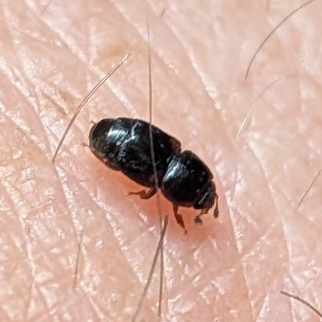 Urophorus humeralis, 2026-06-11