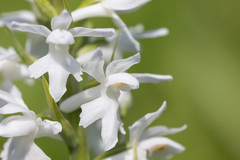 Dactylorhiza saccifera