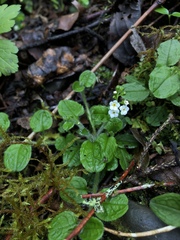 Trigonotis formosana elevatovenosa