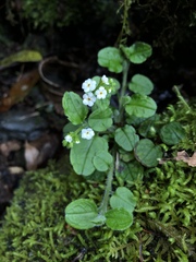 Trigonotis formosana elevatovenosa