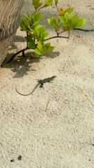 Cnemidophorus arubensis