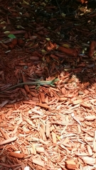 Cnemidophorus arubensis