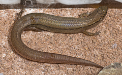 Calyptotis scutirostrum