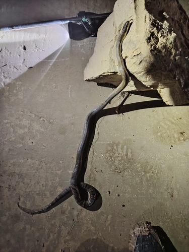 Korean Ratsnake