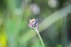 Bembecia ichneumoniformis