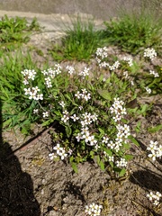 Arabidopsis arenosa