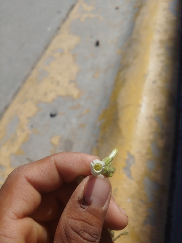 Nicotiana obtusifolia