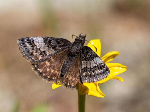 Dreamy Duskywing photo 6