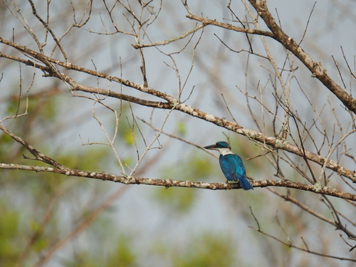 Collared Kingfisher