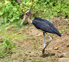 Leptoptilos javanicus