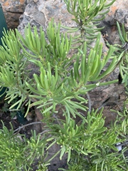 Senecio barbertonicus