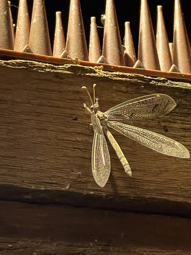 Euptilon ornatum