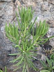 Senecio barbertonicus