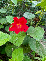 Hibiscus martianus, photograph (c) Clifton Ladd, C.W.B., some rights reserved (CC BY)