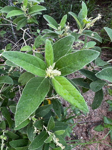 Croton incanus, photograph 2