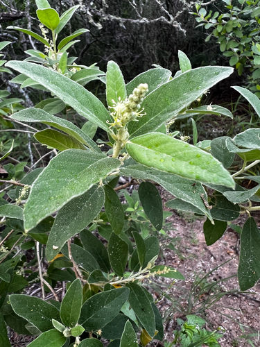 Croton incanus