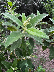 Croton incanus