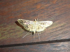 Asturodes junkoshimurae