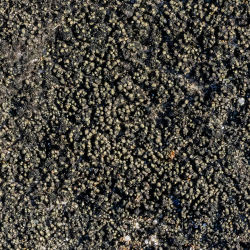 Cylindrical Rock-olive