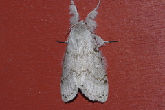 Calliteara lunulata