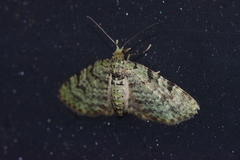 Chloroclystis neoconversa