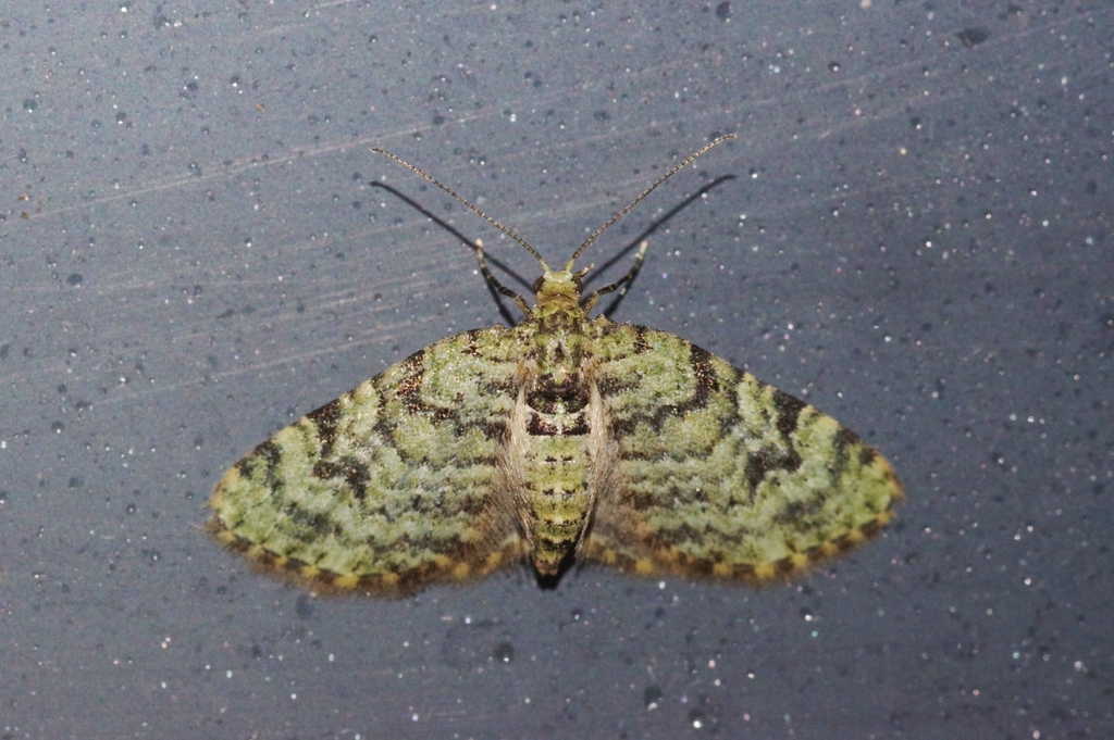 Chloroclystis neoconversa