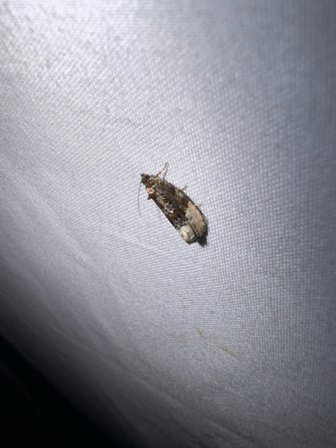 Off-white Hedya Moth photo 4