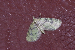 Chloroclystis neoconversa