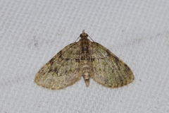 Chloroclystis neoconversa