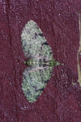 Chloroclystis neoconversa