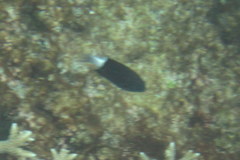 Pycnochromis margaritifer