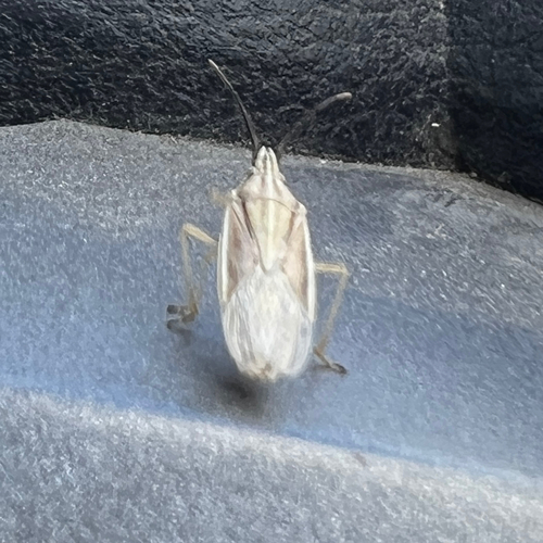 Mecidea
