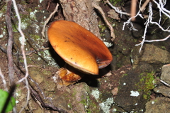 Phlebopus marginatus