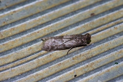 Glyptoteles leucacrinella
