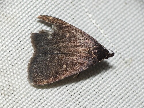 Rotund Idia Moth photo 5