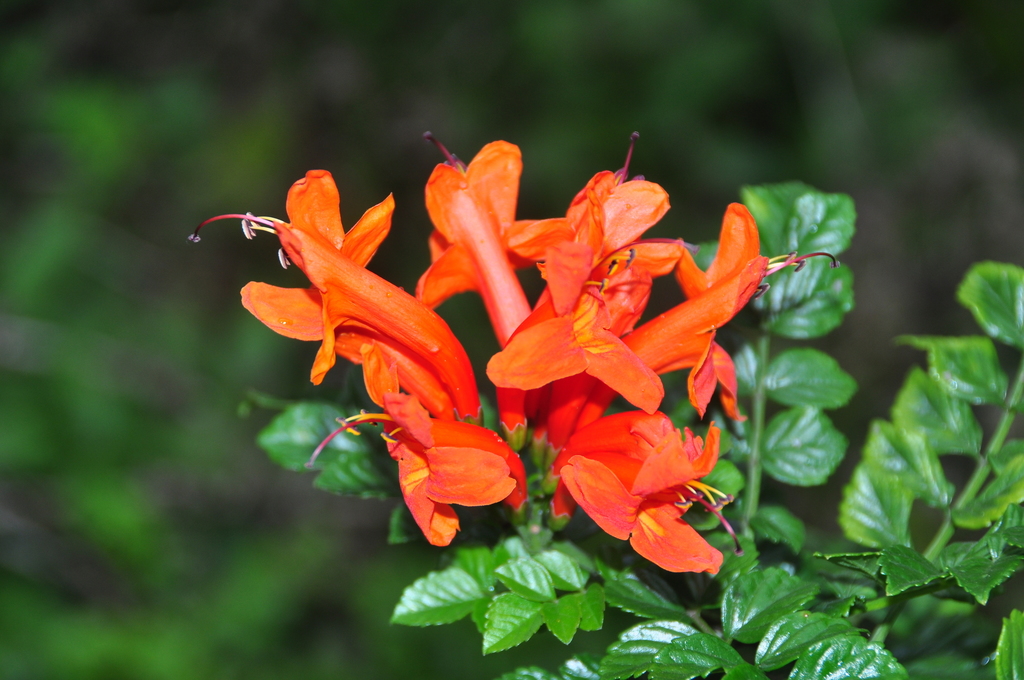 Tecomaria
