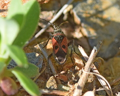 Lasiocoris