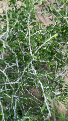 Schaefferia cuneifolia, photograph (c) Clifton Ladd, C.W.B., some rights reserved (CC BY)