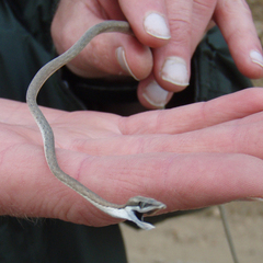 Oxybelis microphthalmus