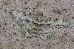 Psilalcis breta