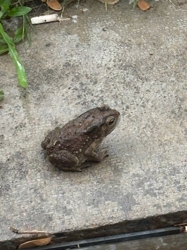 Asian Common Toad