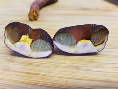 Boletus tasmanicus