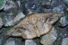 Canaea ryukyuensis