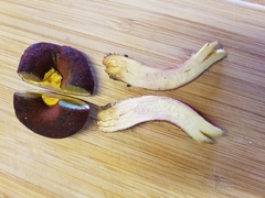 Boletus tasmanicus