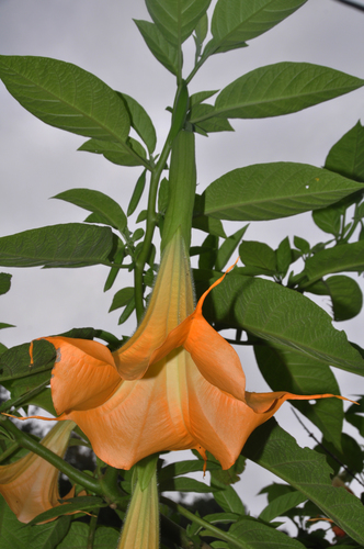 Brugmansia suaveolens image